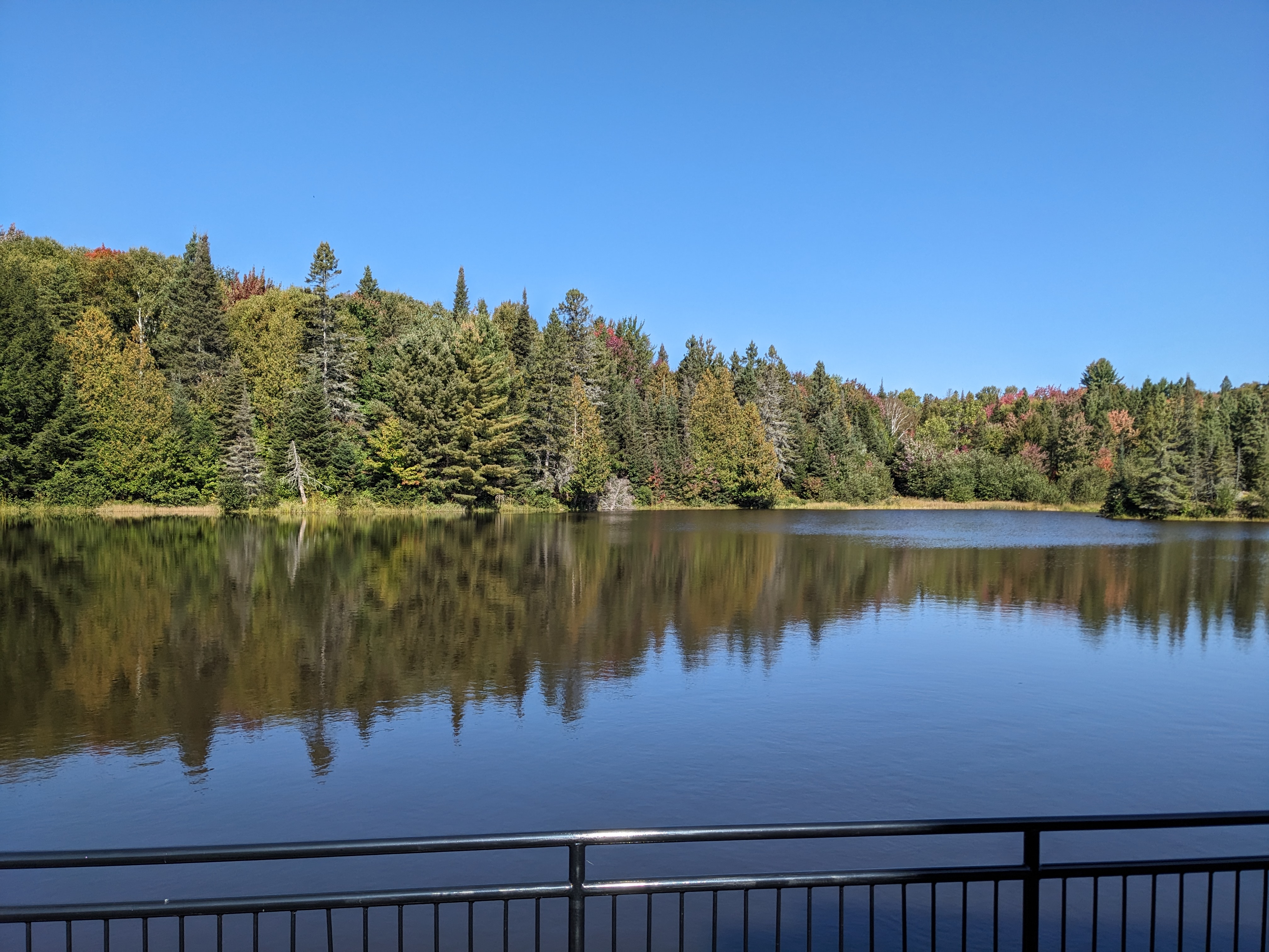 Nurturing the Forest for the Future: A Living Lab’s Journey to Sustainability