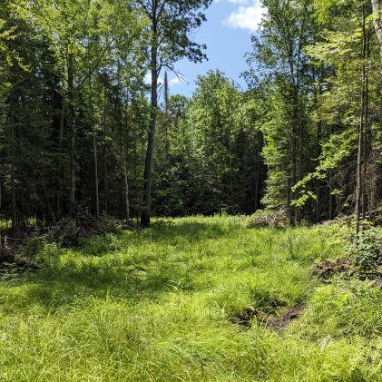 Forest Management Plan Engagement Session